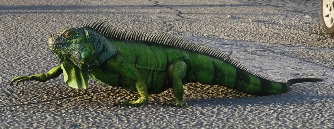 Screenshot ufficiale di GTA 6: iguana verde sulla strada asfaltata, accanto alla ruota di una macchina a Leonida